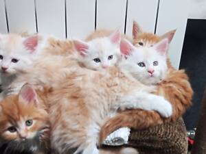 Мейн-куни кошеня