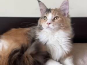 Мейнкун котик з родоводом.