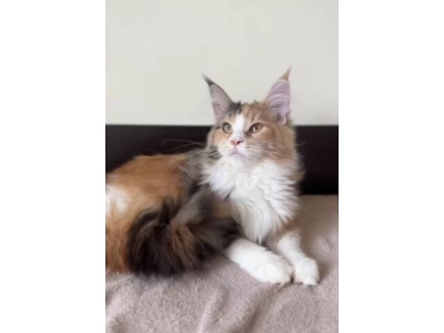 Мейнкун котик з родоводом. - Фото 1