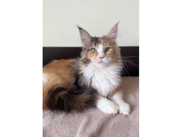 Мейнкун котик з родоводом. - Фото 2