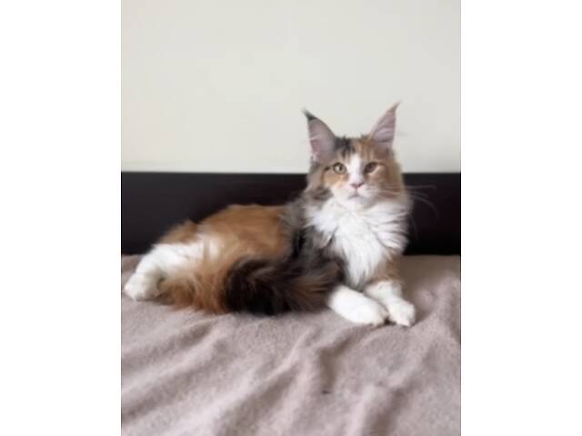 Мейнкун котик з родоводом. - Фото 3