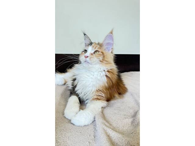 Мейнкун котик з родоводом. - Фото 4