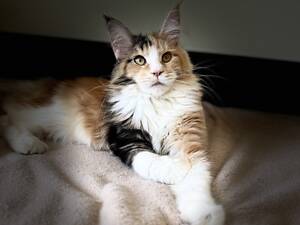 Мейнкун котик з родоводом.