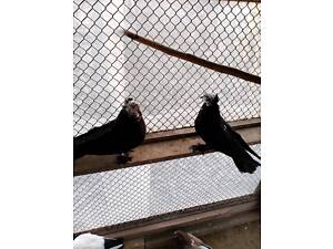 Миколаївські голуби