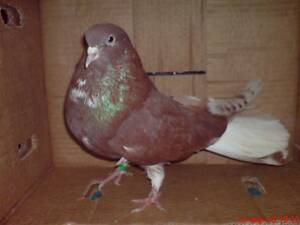 Миколаївськи голуби