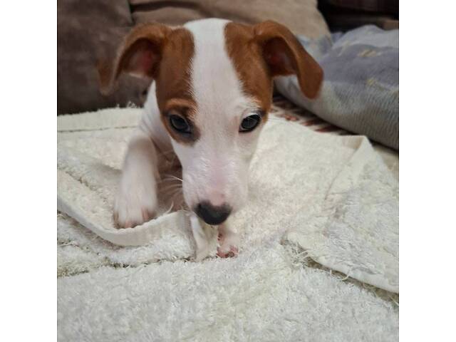 Миле грайливе малеча джек рассел - Фото 6