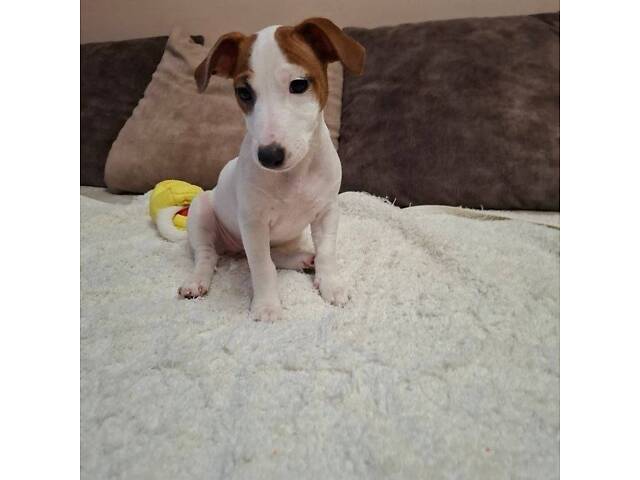 Миле грайливе малеча джек рассел - Фото 5