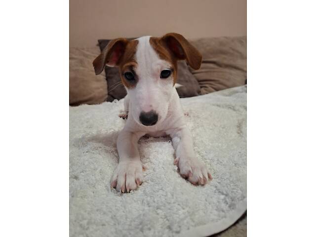 Миле грайливе малеча джек рассел - Фото 4