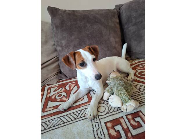 Миле грайливе малеча джек рассел - Фото 1