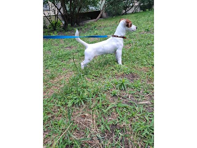 Миле грайливе малеча джек рассел - Фото 2