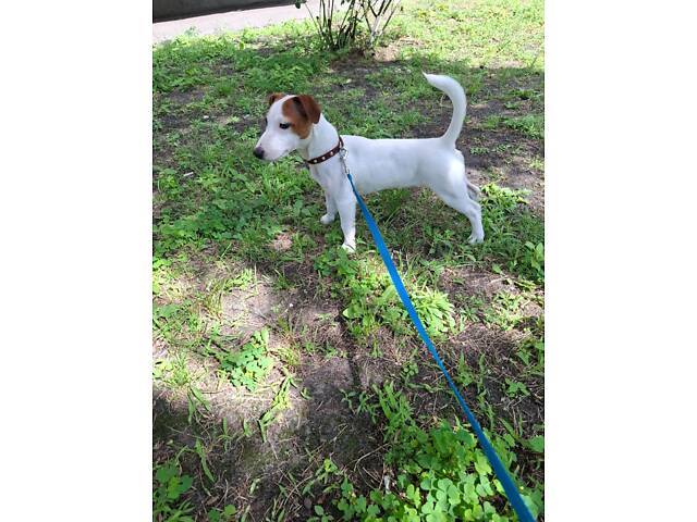 Миле грайливе малеча джек рассел - Фото 3