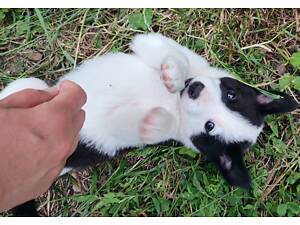 Милые щенки ищут дом