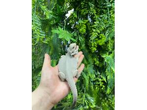 Міні дракон агама