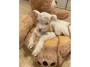 Міні карликова вівця Уессан, декоративна маленька