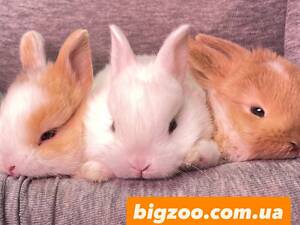 Міні кролики, кроленята для дому, різні породи хлопчики та дівчатка