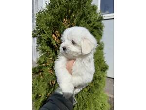 Мініатюрний мальтійський болонка хлопчик