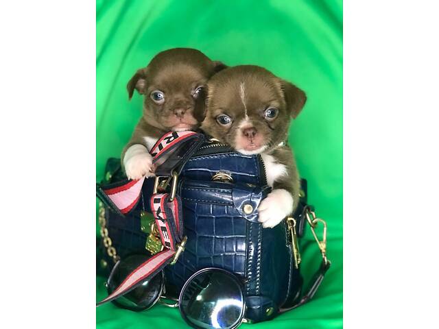 Мініатюрні чихуахуа - Фото 1