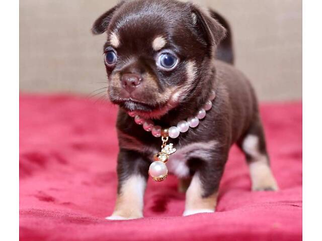 Мініатюрні чихуахуа - Фото 2