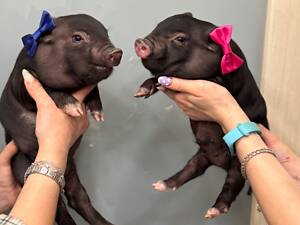 Міні піг, карликова свинка,маленька свинка