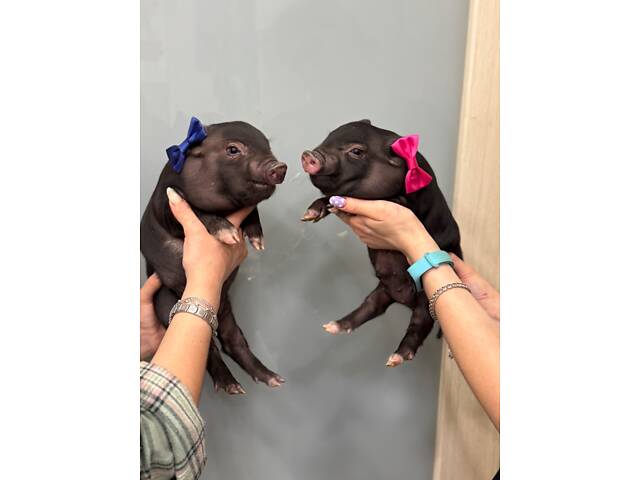 Міні піг, карликова свинка,маленька свинка - Фото 1