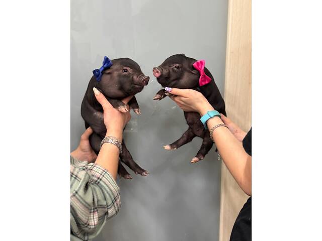 Міні піг, карликова свинка,маленька свинка - Фото 2