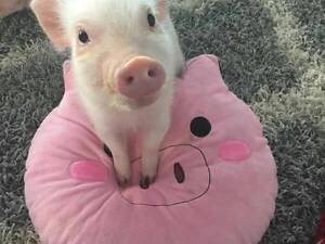 Мини пиг умные мини карликовые свинки, очень опрятные и умные.