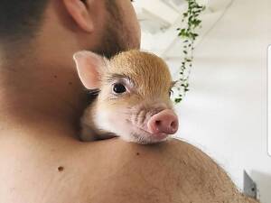 Міні піг, ручна домашня свинка