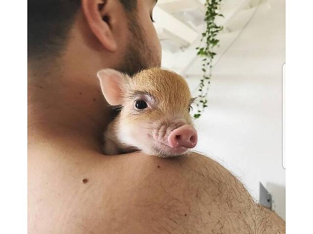 Міні піг, ручна домашня свиня. - Фото 1