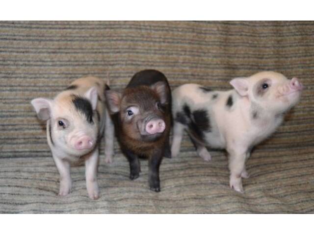 Міні піг, ручна домашня свиня. - Фото 2