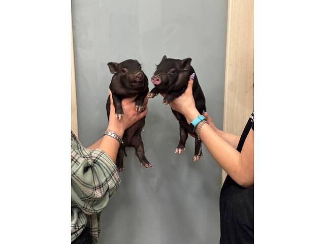 Мини пиг, свинка мини пиг, ручные мини свинки. - Фото 2