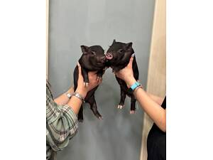 Міні піг, свинка міні піг, ручні міні свинки