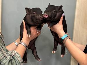 Мини пиг, свинка мини пиг, ручные мини свинки.