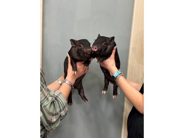 Мини пиг, свинка мини пиг, ручные мини свинки. - Фото 1