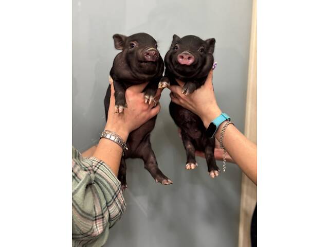 Мини пиг, свинка мини пиг, ручные мини свинки. - Фото 3