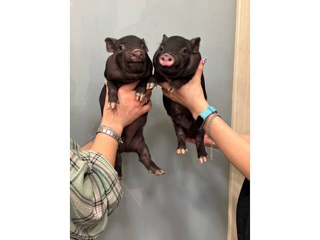 Мини пиг, свинка мини пиг, ручные мини свинки. - Фото 4