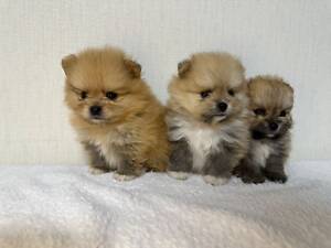 Міні шпіци красунчики