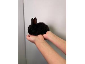 Мініатюрні карликові кролики, крольчата милі та ласкаві