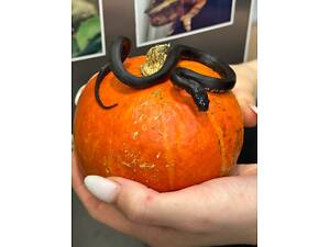 Молочна королівська змія нігріта