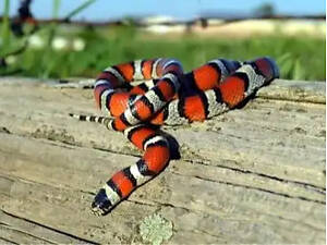 Молочна змія з тераріумом