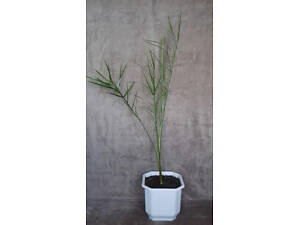 Молода фінікова пальма в білому горшочку