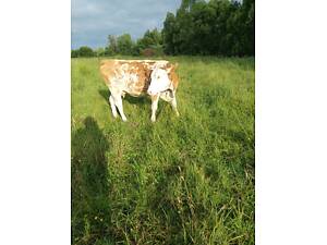 Молода корова продам