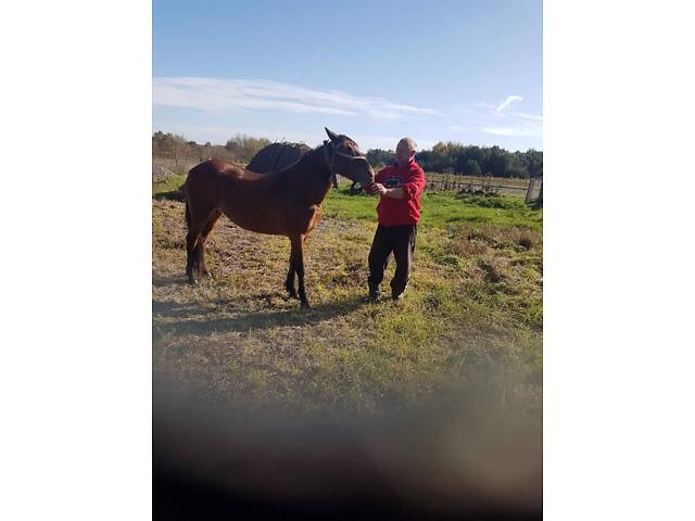 Молода робоча кобила - Фото 3