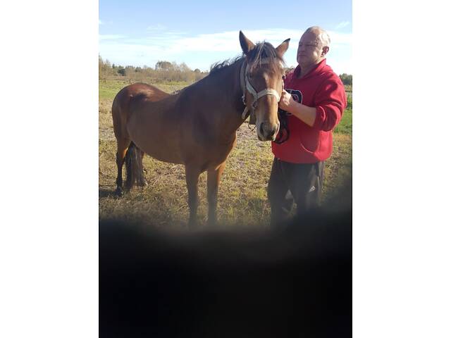 Молода робоча кобила - Фото 2