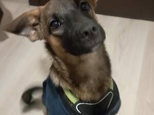 Молода собака Лейсі