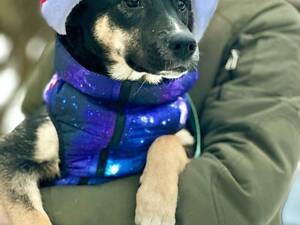 Молода собака Шері