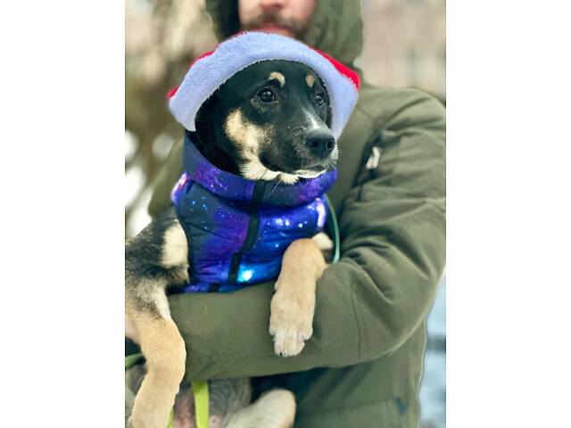 Молода собака Шері - Фото 1