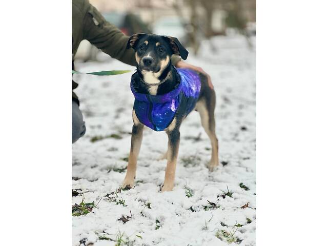 Молода собака Шері - Фото 2