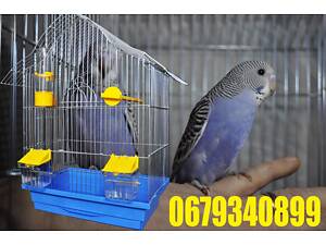 Молоденькие волнистые неразлучники волнистые попугаи рисовые амадины