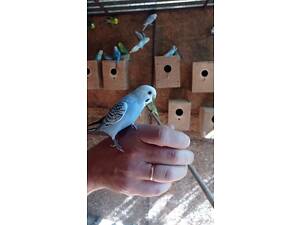 Молоді хвилясті папуги