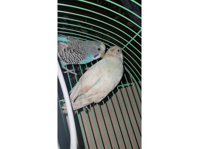 Молодые Волнистые Попугаи (Два Самца) — Опытному Владельцу! - Фото 2